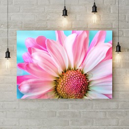 Картина на полотні "Ніжна біло-рожева квітка"