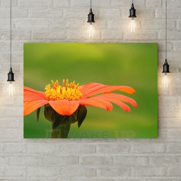 Картина на холсте "Оранжевый цветок на зеленом фоне"