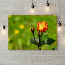 Картина на холсте "Расцветающая роза 1"