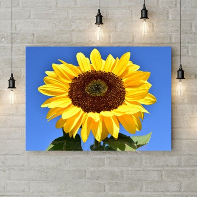 Картина на холсте "Солнечный подсолнух"