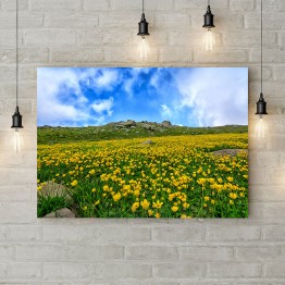 Картина на холсте "Желтые цветы в горах"