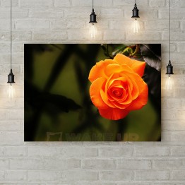 Картина на холсте "Цветущая оранжевая роза"