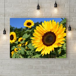Картина на полотні "Яскраві соняшники"