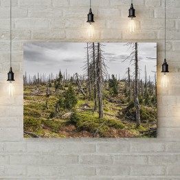 Картина на полотні "Ліс після пожежі"