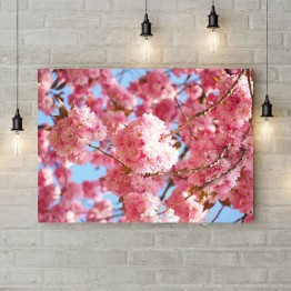Картина на холсте "Розовые сакуры"