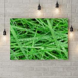 Картина на полотні "Роса на зеленій траві"