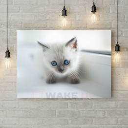 Картина на полотні "Сіамське кошеня"