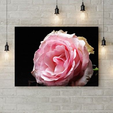 Картина на холсте "Розовая роза 1"