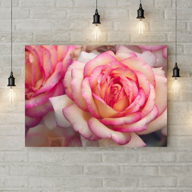 Картина на полотні "Біло-рожева троянда"