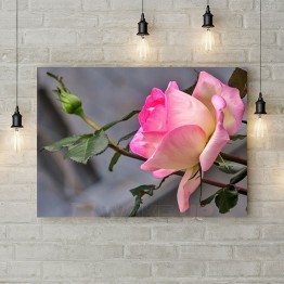 Картина на полотні "Ніжна біло-рожева троянда"