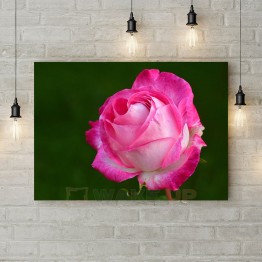 Картина на холсте "Розовая роза 2"