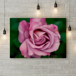 Картина на холсте "Розовая роза 4"