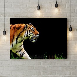 Картина на холсте "Тигр на прогулке"
