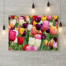 Картина на холсте "Поляна цветных тюльпанов"