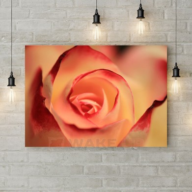 Картина на холсте "Бутон розы макросьемка"
