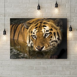 Картина на холсте "Тигр на водопое"