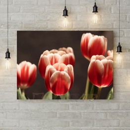 Картина на холсте "Красно-белые тюльпаны"