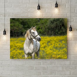 Картина на холсте "Конь в цветочном поле"