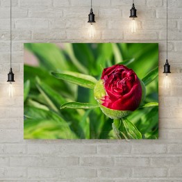 Картина на холсте "Бутон розы"