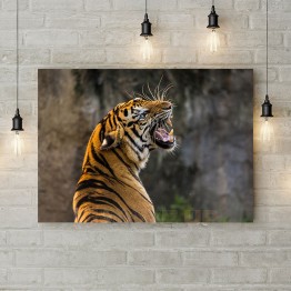 Картина на холсте "Тигр скалит зубы"