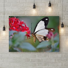 Картина на полотні "Чорно-білий метелик"
