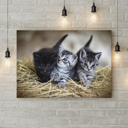 Картина на полотні "Кошенята на сіні"
