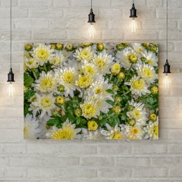 Картина на холсте "Белые хризантемы"