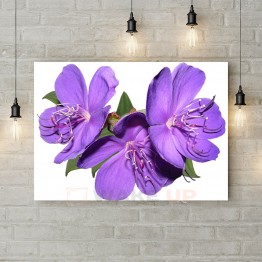 Картина на полотні "Фіолетові квіти на білому тлі"