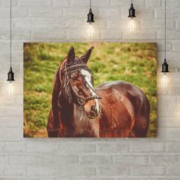 Картина на холсте "Гнедой конь"