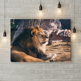 Картина на полотні "Лев на відпочинку"