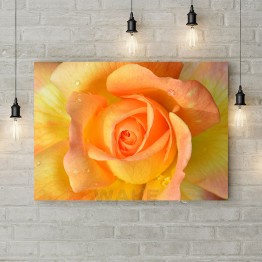 Картина на полотні "Оранжево-жовта троянда"