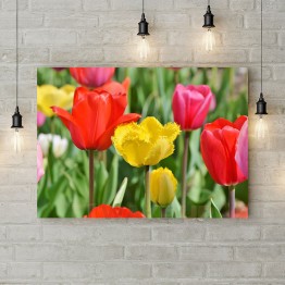 Картина на холсте "Цветные тюльпаны 1"