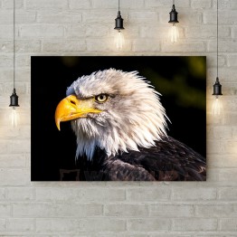 Картина на холсте "Белоголовый орлан"