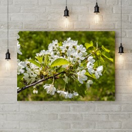 Картина на холсте "Цветущая вишня"