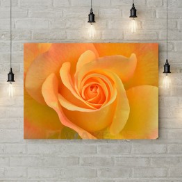 Картина на полотні "Оранжево-жовта троянда 2"