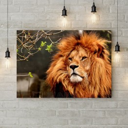 Картина на полотні "Лев з пишною гривою"