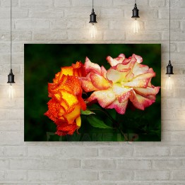 Картина на холсте "Роса на лепестках роз"