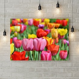 Картина на холсте "Цветные тюльпаны 2"