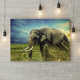 Картина на холсте "Слон на прогулке"