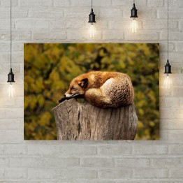 Картина на холсте "Lazy fox"