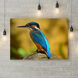 Картина на холсте "The kingfisher"