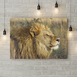 Картина на полотні "Лев на полюванні"