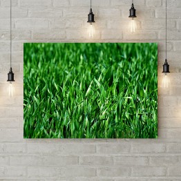 Картина на полотні "Зелена трава"