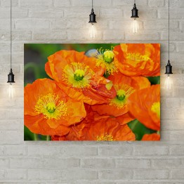 Картина на холсте "Цветы оранжевых маков"