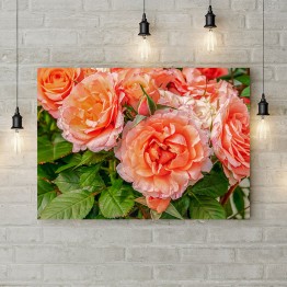 Картина на холсте "Садовые розы"