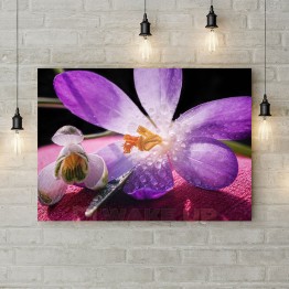 Картина на холсте "Фиолетовый крокус"