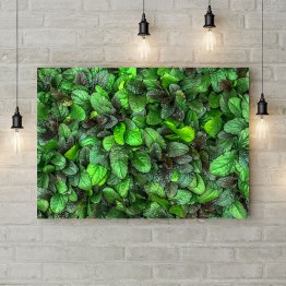 Картина на холсте "Зеленые растения"