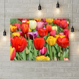 Картина на холсте "Цветные тюльпаны 3"