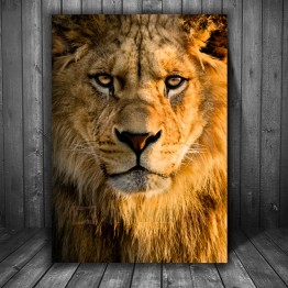 Картина на холсте Lion Face